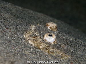 Stargazer shot on a Night dive in Komodo.
Olympus E330, ... by Christian Nielsen 